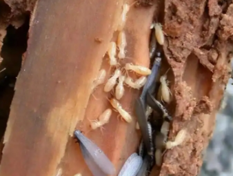 金寨白蚁防治公司分享认清白蚁真面目，告别防虫认知误区